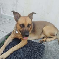 KARAMELO, Mâle BERGER CRÉOLE, chien à adopter