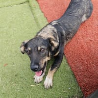 Benji, chien à adopter