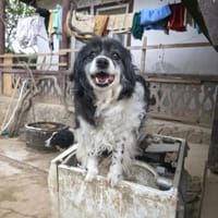 Fideluta, chienne à adopter