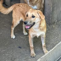 Taria, chienne à adopter