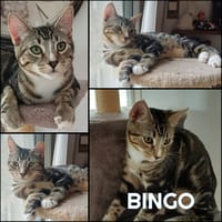 BINGO, chat à adopter
