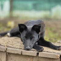 Pricha, chienne à adopter