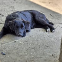 Ailani, chienne à adopter