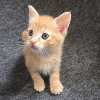 MIEL, chat à adopter