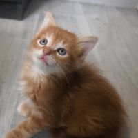 ED, chat à adopter