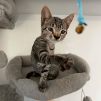 YENNEFER, chatte à adopter