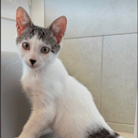 BONNIE, chatte à adopter