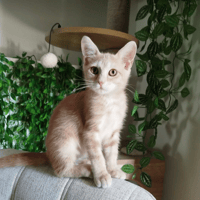 PETIT COEUR, chat à adopter