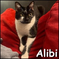 Alibi, chat à adopter