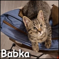 Babka, chatte à adopter