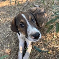 thomas, chien à adopter
