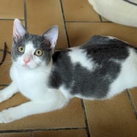 BETTINA, chatte à adopter