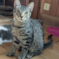 BAMBI, chat à adopter