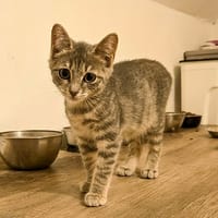 BERYL, chatte à adopter