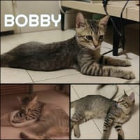 BOBBY, chat à adopter