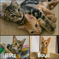 BAYA et BLITZ, chatte à adopter