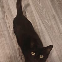 Sidonia, poezen ter adoptie