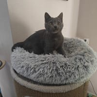 Breton, katers ter adoptie