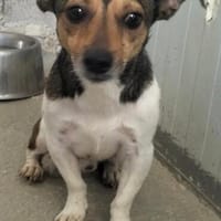 kleiner Vito, ca. 30 cm hoch, Hund zur Adoption