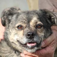 Babbit - verspielt u. aufgeweckt, Hündin zur Adoption