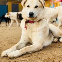 Rem❤traumhafter Rüde sucht sein Für-Immer-Zuhause, Hund zur Adoption