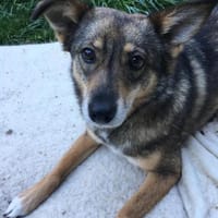 Lilly - Mensch mit Geduld gesucht, Hündin zur Adoption
