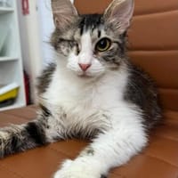 Chiara - Prinzessin Rosanase sucht Kuschelplatz, Katze zur Adoption