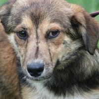 Finjo - kinderlieb u. verspielt, Hund zur Adoption