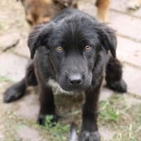Negra - liebenswertes Hundemädchen, Hündin zur Adoption