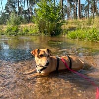 Rizhko ~5 Jahre sucht sein Körbchen, Hund zur Adoption