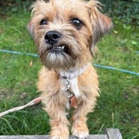 Lisa auf Pflegestelle in 51063 Köln, Hündin zur Adoption