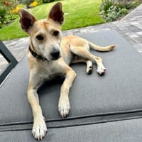 Felix - Lebensfreude sucht Körbchen, Hund zur Adoption
