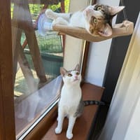 Wendy & Jenny Traumpärchen sucht Traumzuhause, Katze zur Adoption