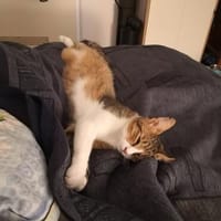 Verschmuster Nikki wartet noch auf seine Menschen, Kater zur Adoption