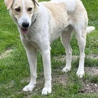 Haribo Rüde sucht einfühlsame Menschen, Hund zur Adoption