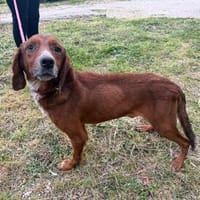 Süßer Taurus sucht seine Menschen fürs Leben, Hund zur Adoption