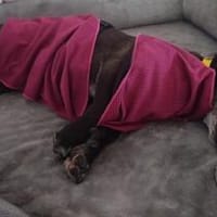 RADI sucht ein weiches Körbchen, Hund zur Adoption