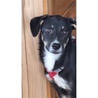 Lisbeth - wartet 66482 Zweibrücken, Hündin zur Adoption