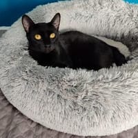 Menschenbezogener Kater Paris, Kater zur Adoption