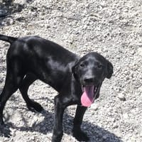 Noa, Hündin zur Adoption