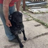 Der liebe Lui wartet auf einer Ps in 53797 Lohmar ( NRW ), Hund zur Adoption