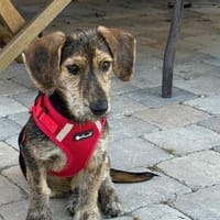 Maya💕wartet in 51469 Bergisch Gladbach, Hündin zur Adoption
