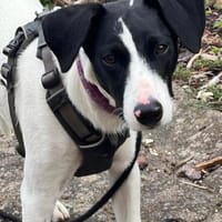 lieber Gordi, wird ca. 45/50 cm hoch, bereits in Düren, Hund zur Adoption