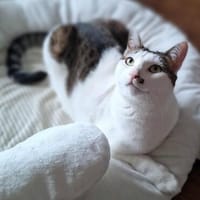 Margo - liebevolle, neugierige Katzendame sucht Zuhause, Katze zur Adoption
