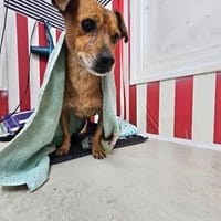 HUMO ❤ fantastischer Knilch, Pflegefamilie Kranenburg, Hund zur Adoption