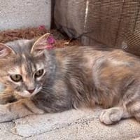 Freundliche, junge Katze Mami, Katze zur Adoption