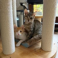 Kleo & Rhea suchen gemeinsam ein Zuhause, Katze zur Adoption
