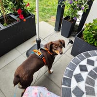 Bambi sucht ihre Menschen, Hündin zur Adoption