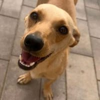 Lago (m 11/25) sucht seinen Kuschelmenschen, Hund zur Adoption