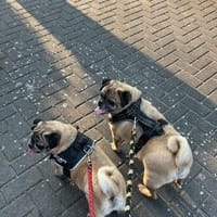 2 Möpse suchen dringend ein neues Zuhause, Hund zur Adoption